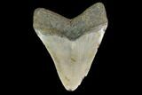 Fossil Megalodon Tooth - North Carolina #124912-2